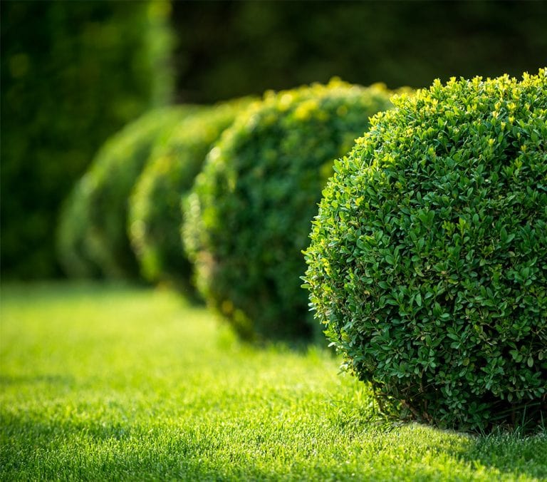 Commercial Tree And Shrub Maintenance Gallery 2