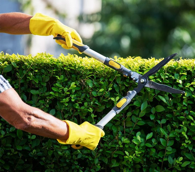 Commercial Tree And Shrub Maintenance Gallery 3
